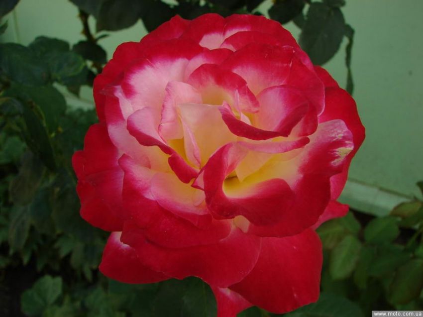 фото 4